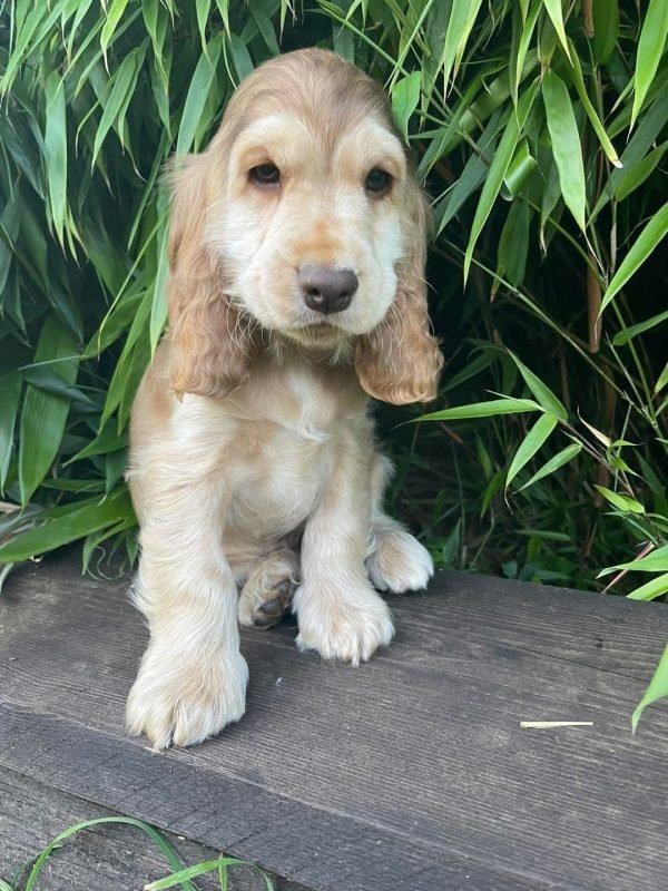 Olive, English cocker spaniel