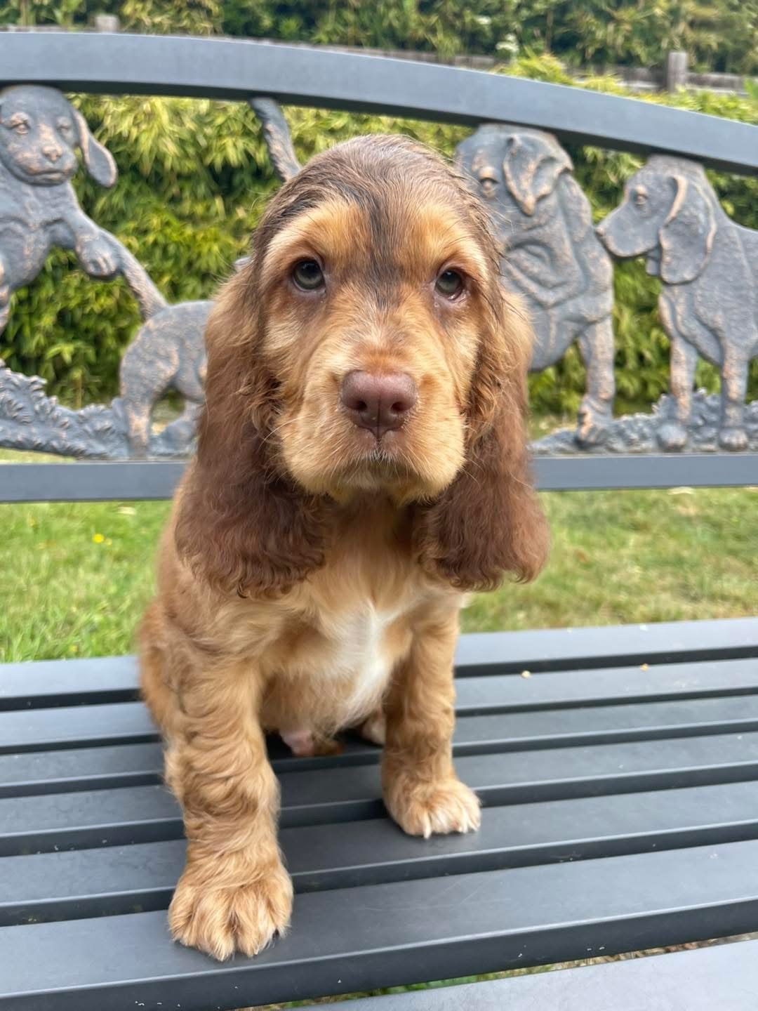 Archie