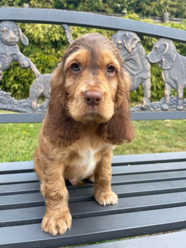 Archie, English cocker spaniel