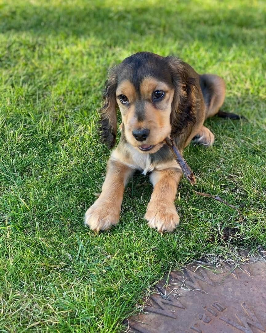 Penny