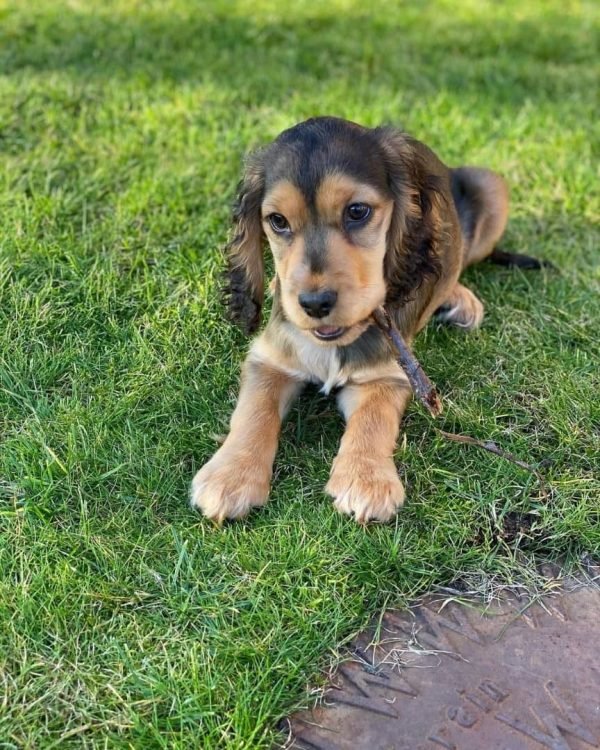 Penny, English cocker spaniel