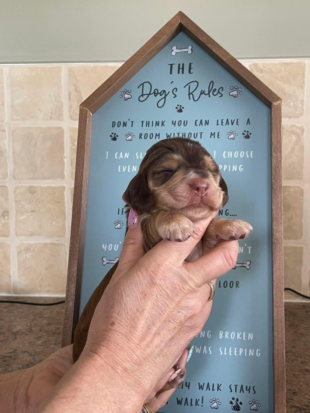 Biscuit