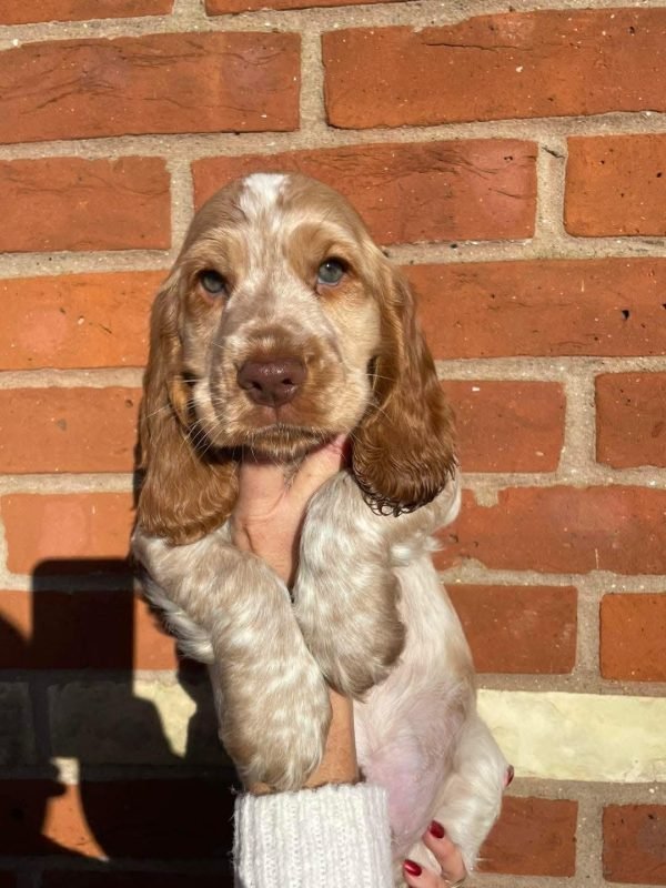 Dublin, Cocker Spaniel