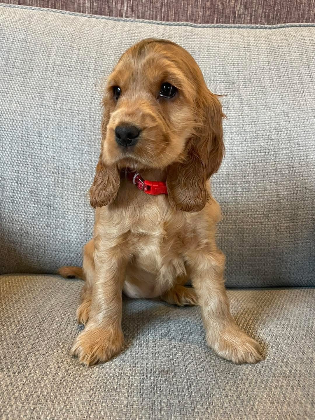 Evie