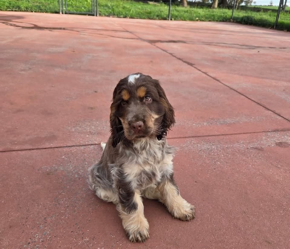 Lola