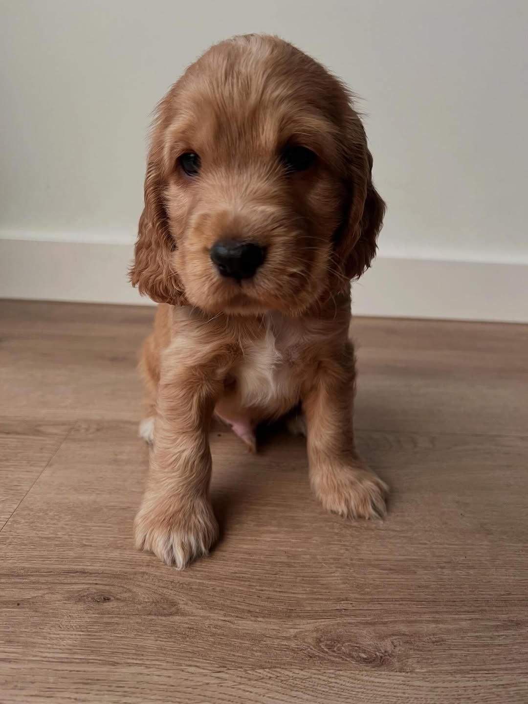 Willow