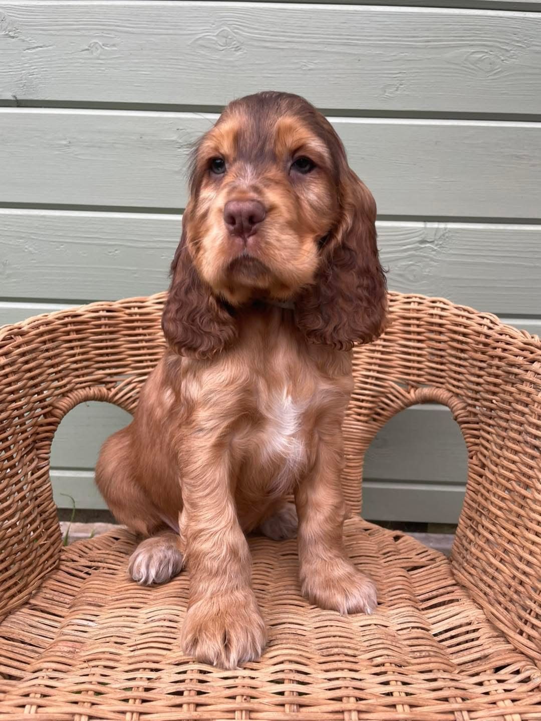 Archie