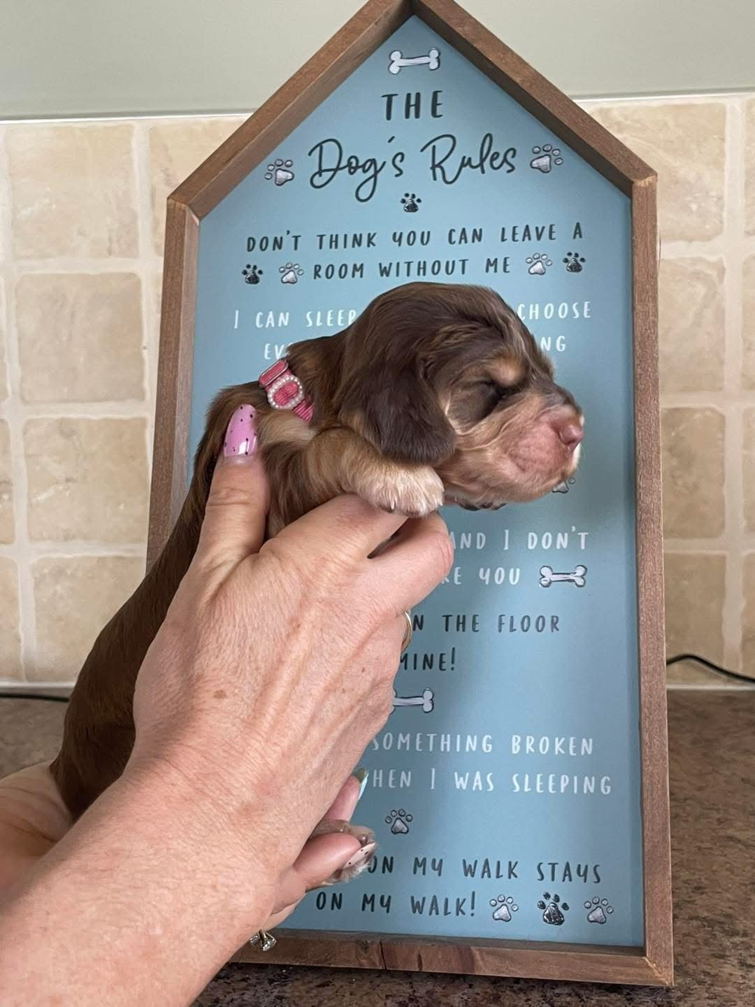 Biscuit