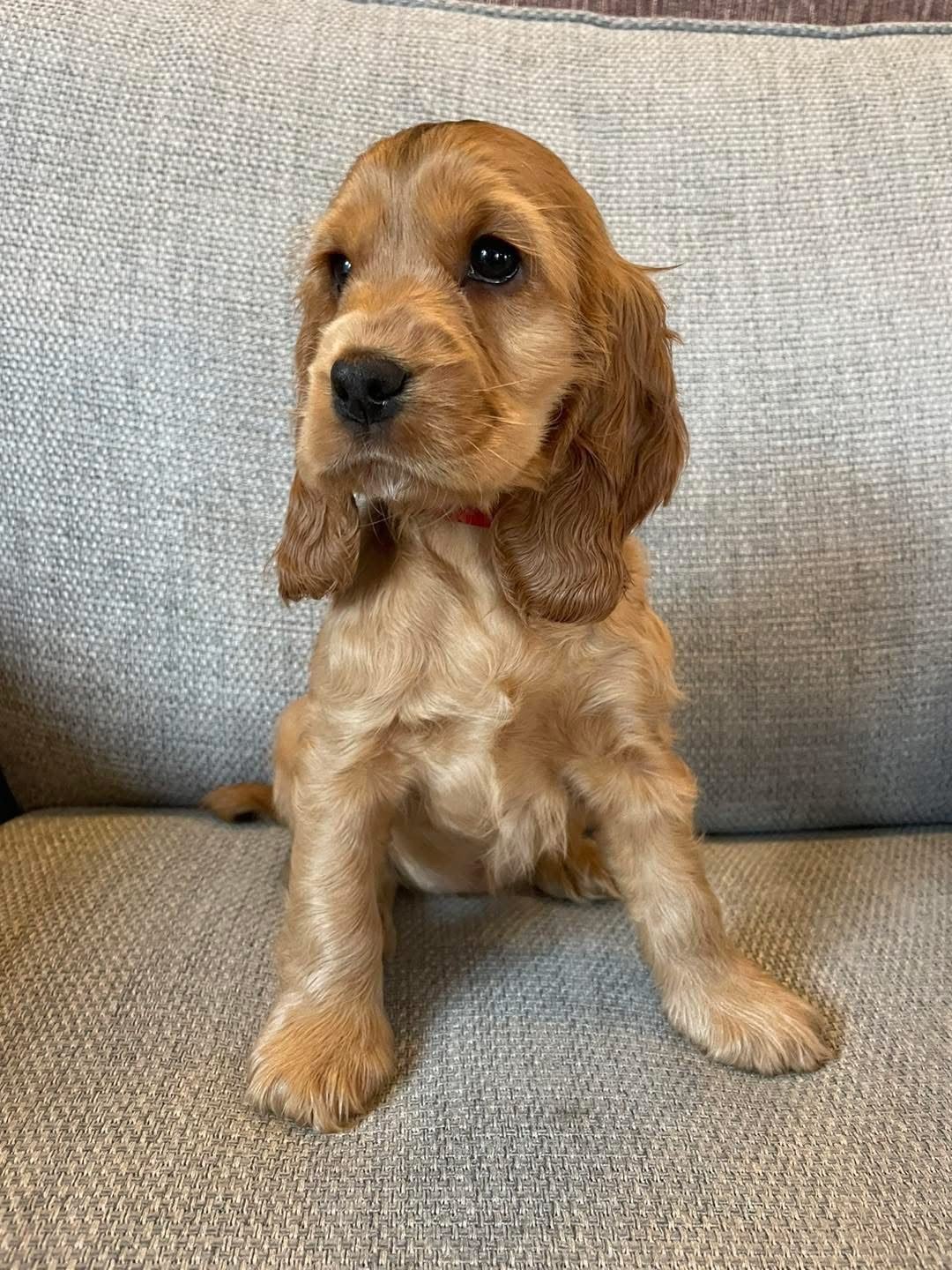 Evie