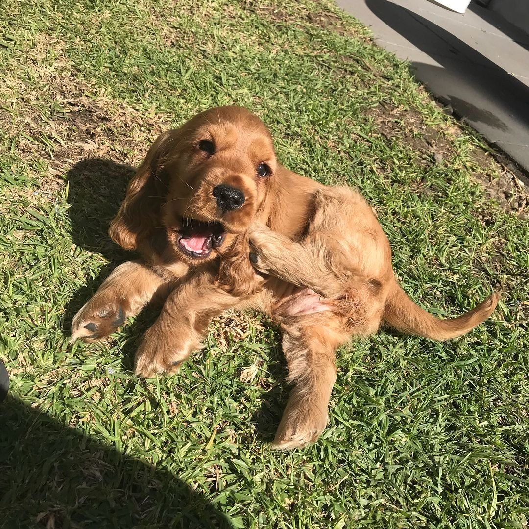 Bella
