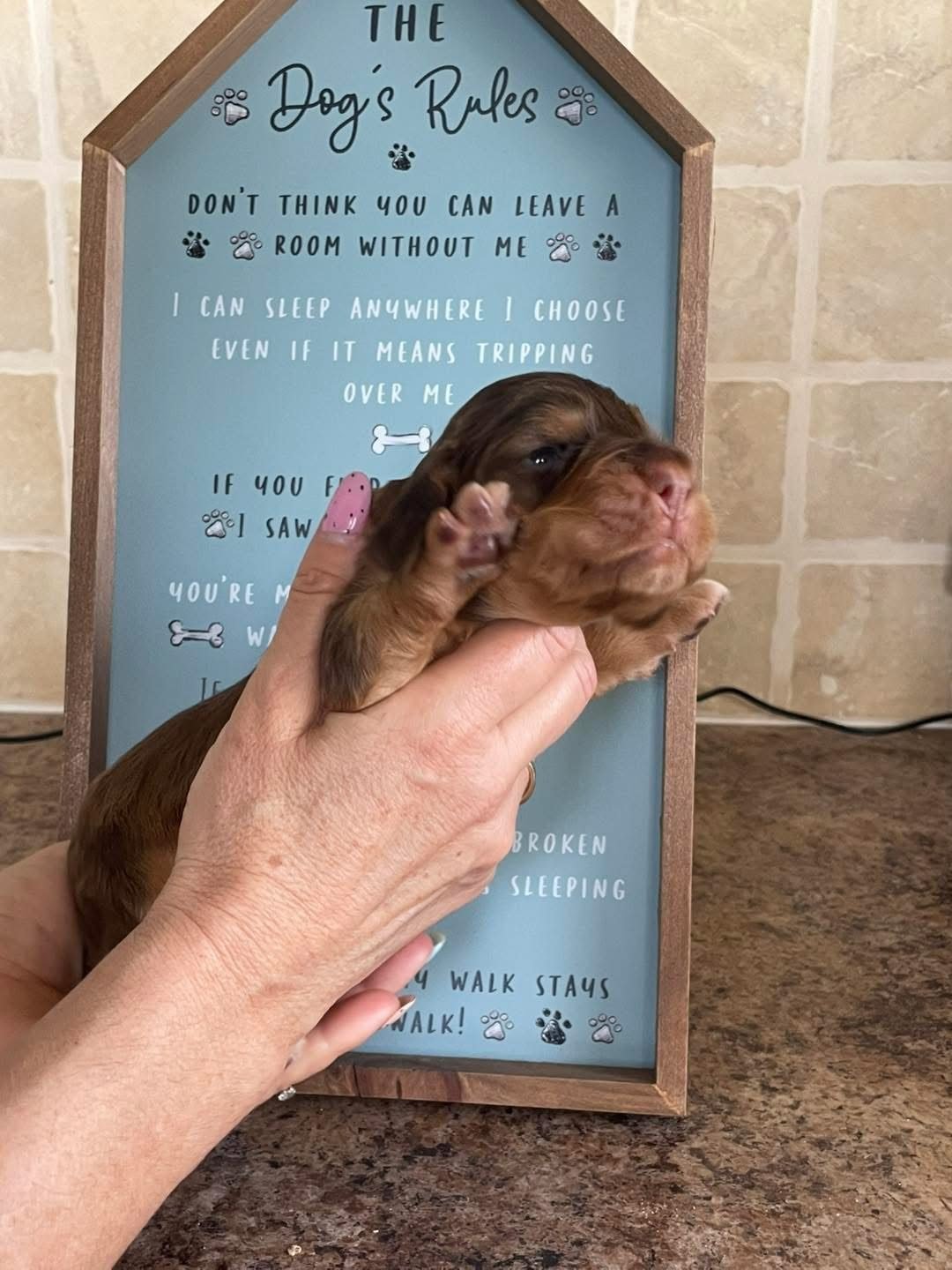 Biscuit