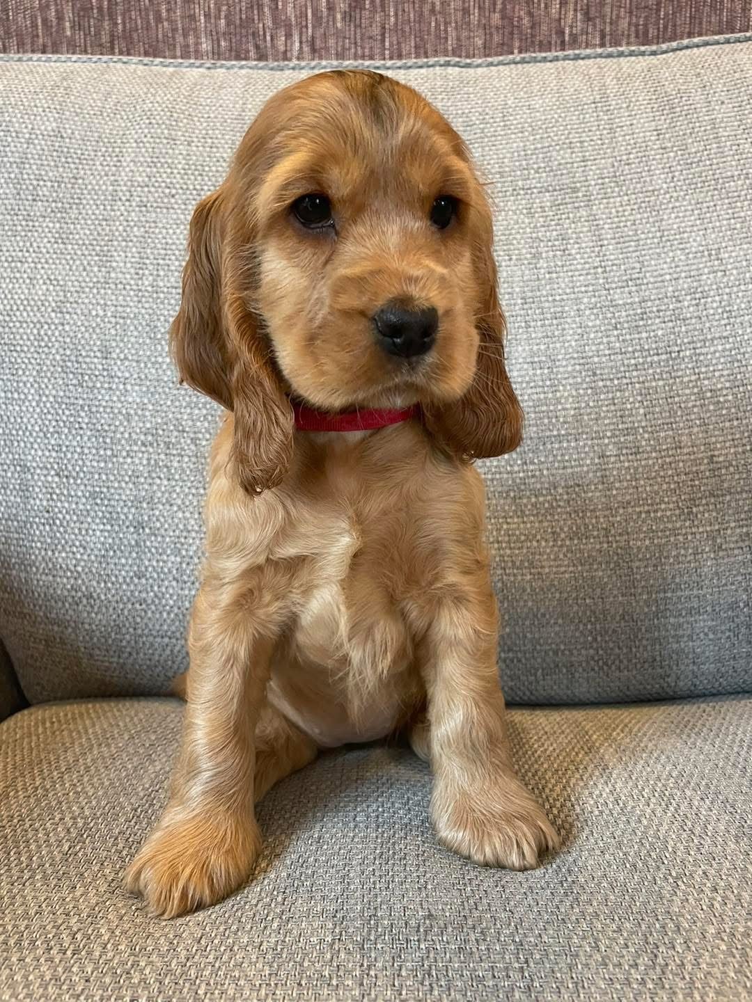 Evie