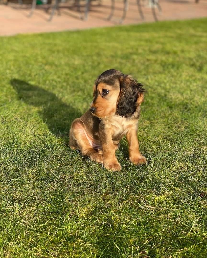 Penny