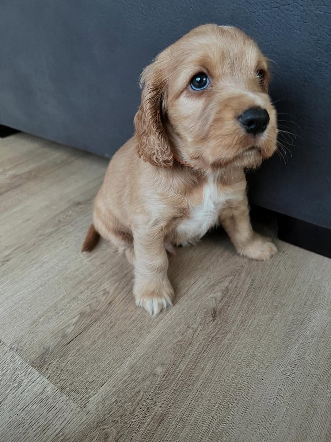 Willow