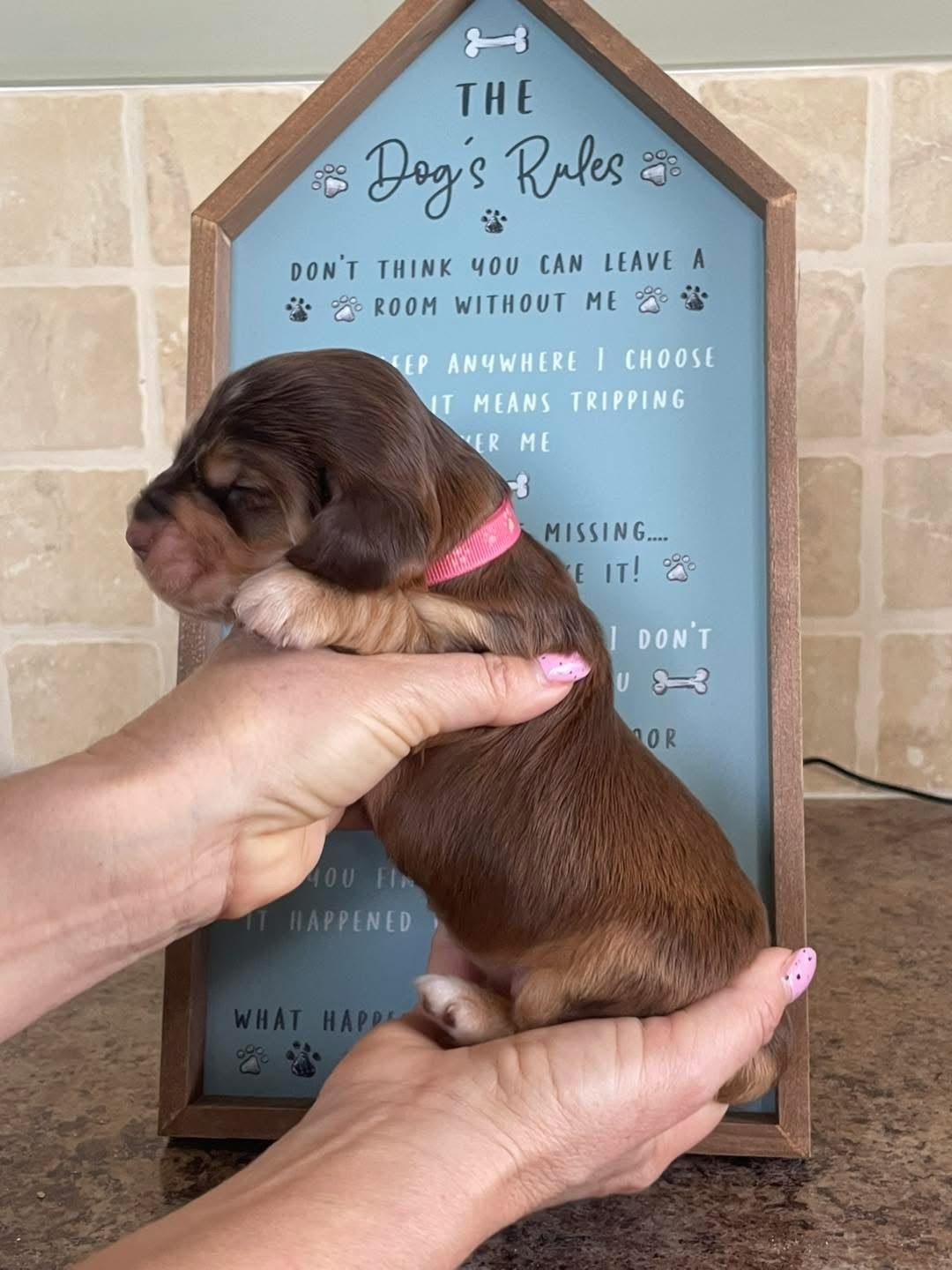 Biscuit