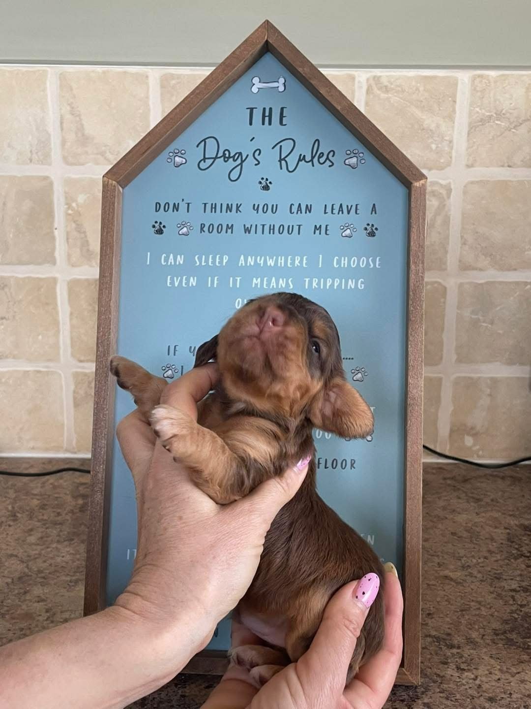 Biscuit