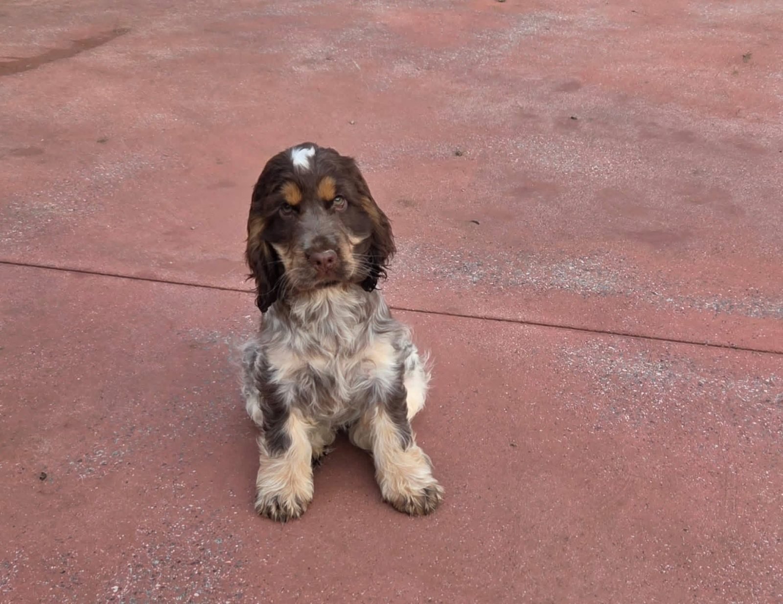 Lola