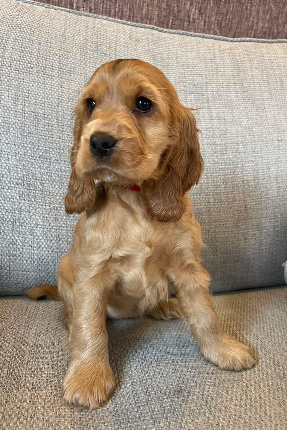 Evie