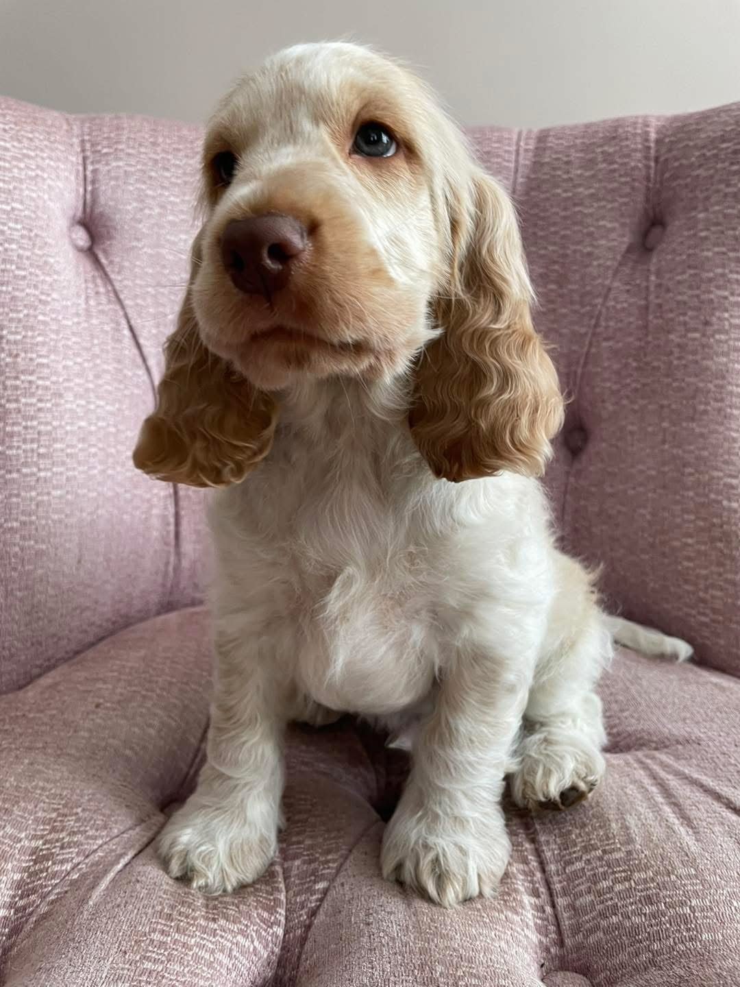 Dobby