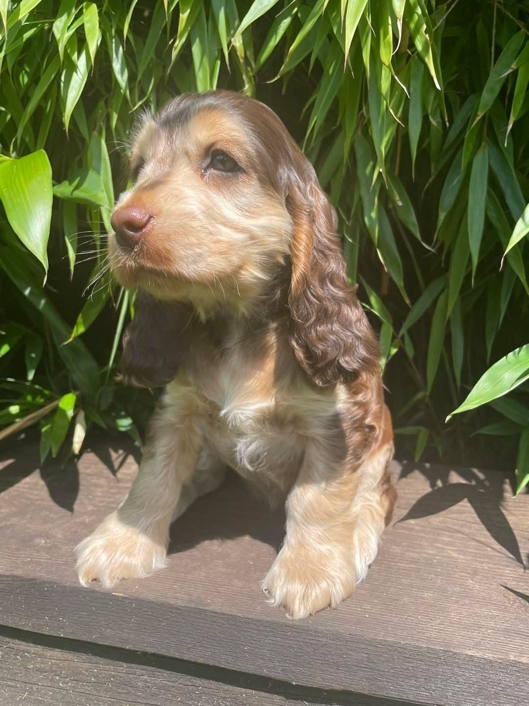 Oliver