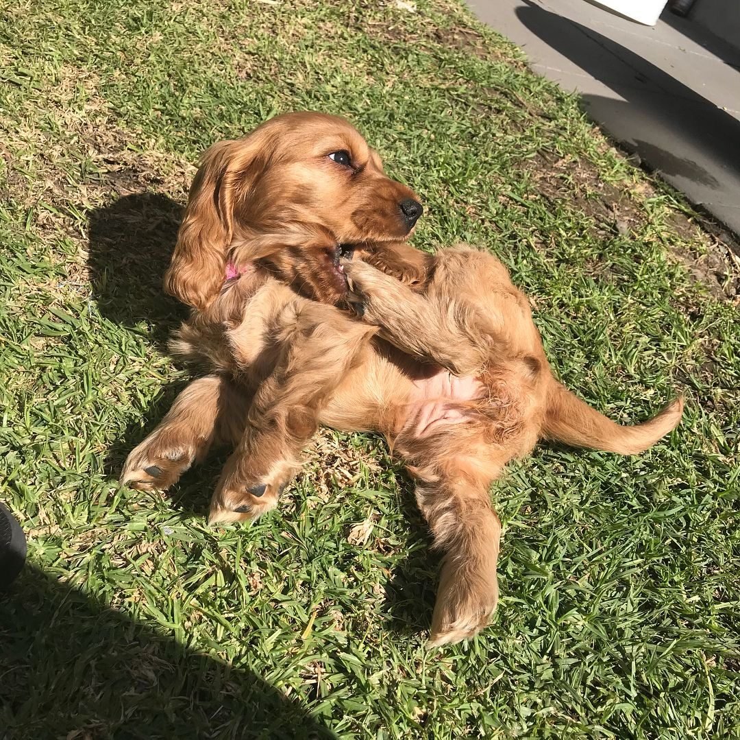 Bella