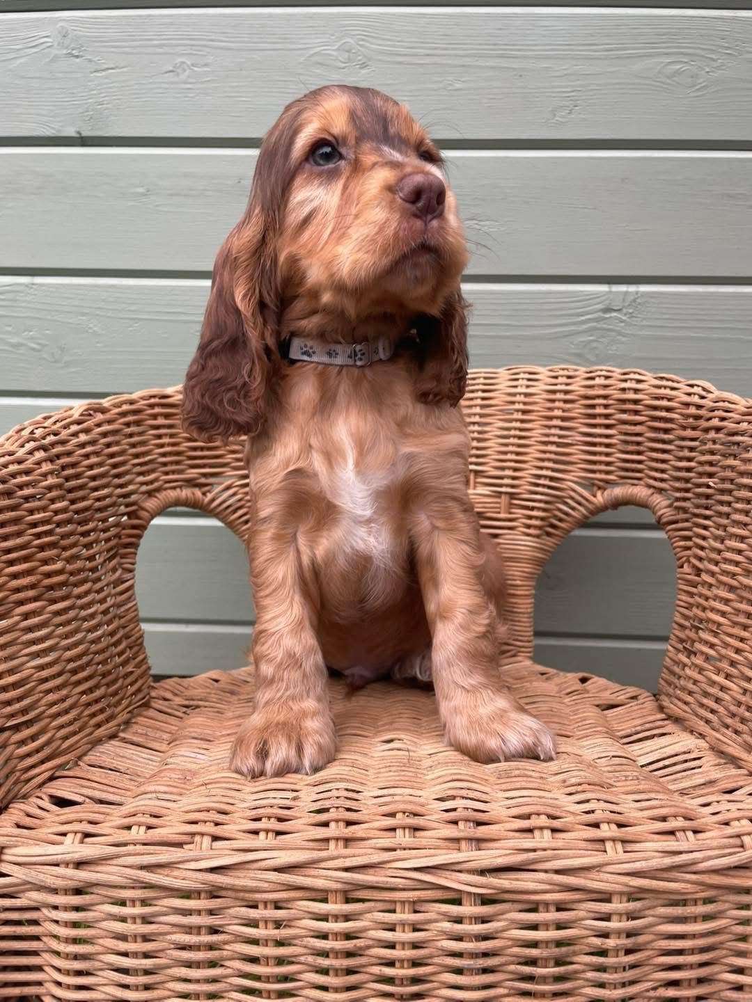 Archie
