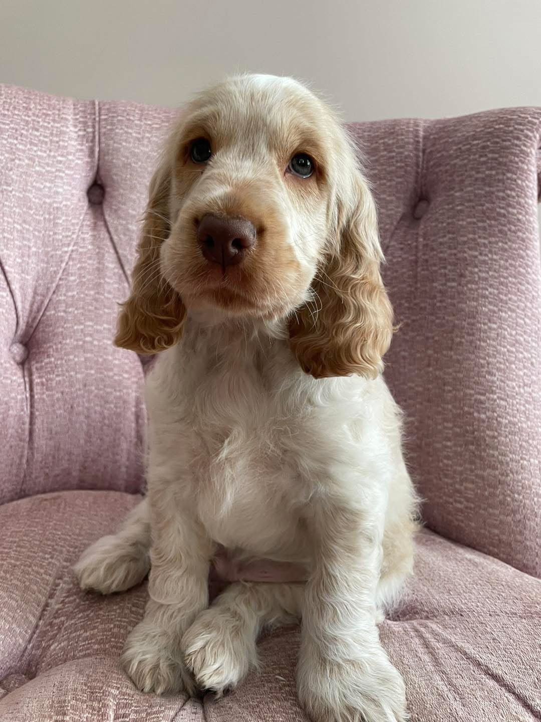 Dobby