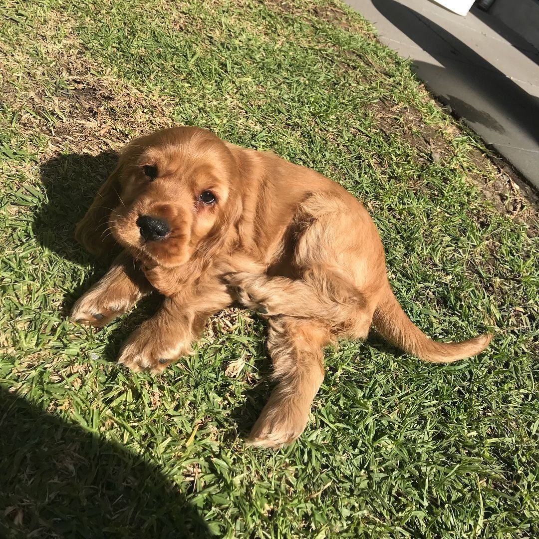Bella