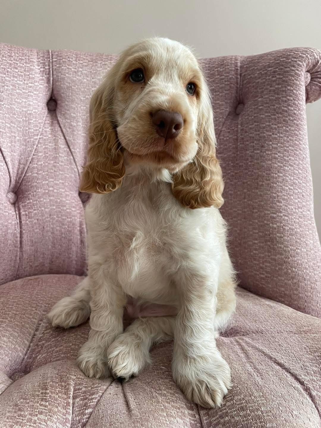Dobby