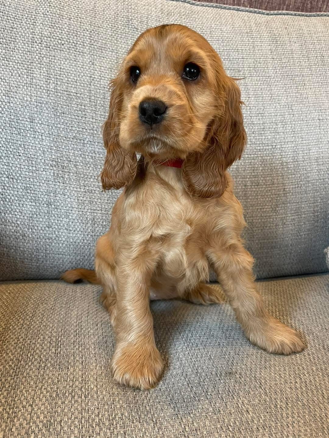 Evie