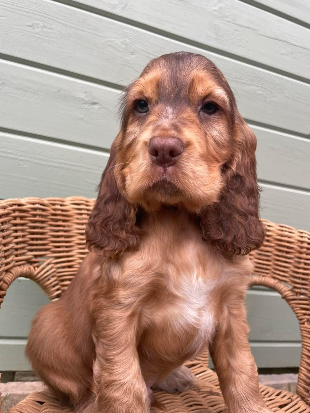 Archie