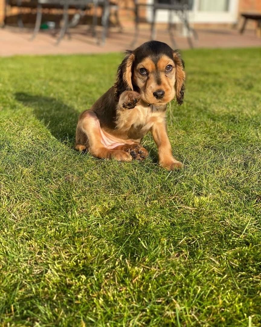 Penny