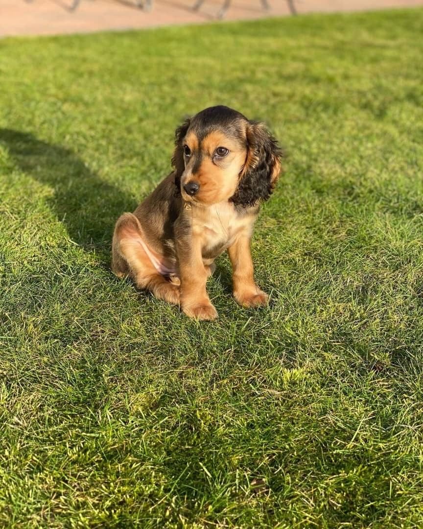 Penny