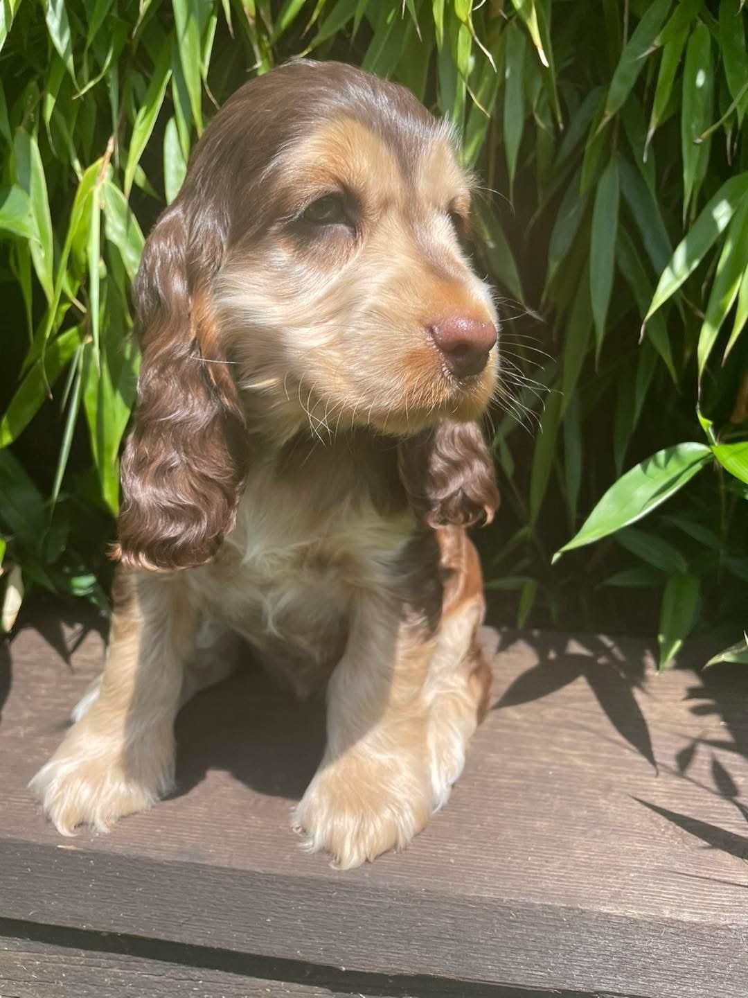 Oliver