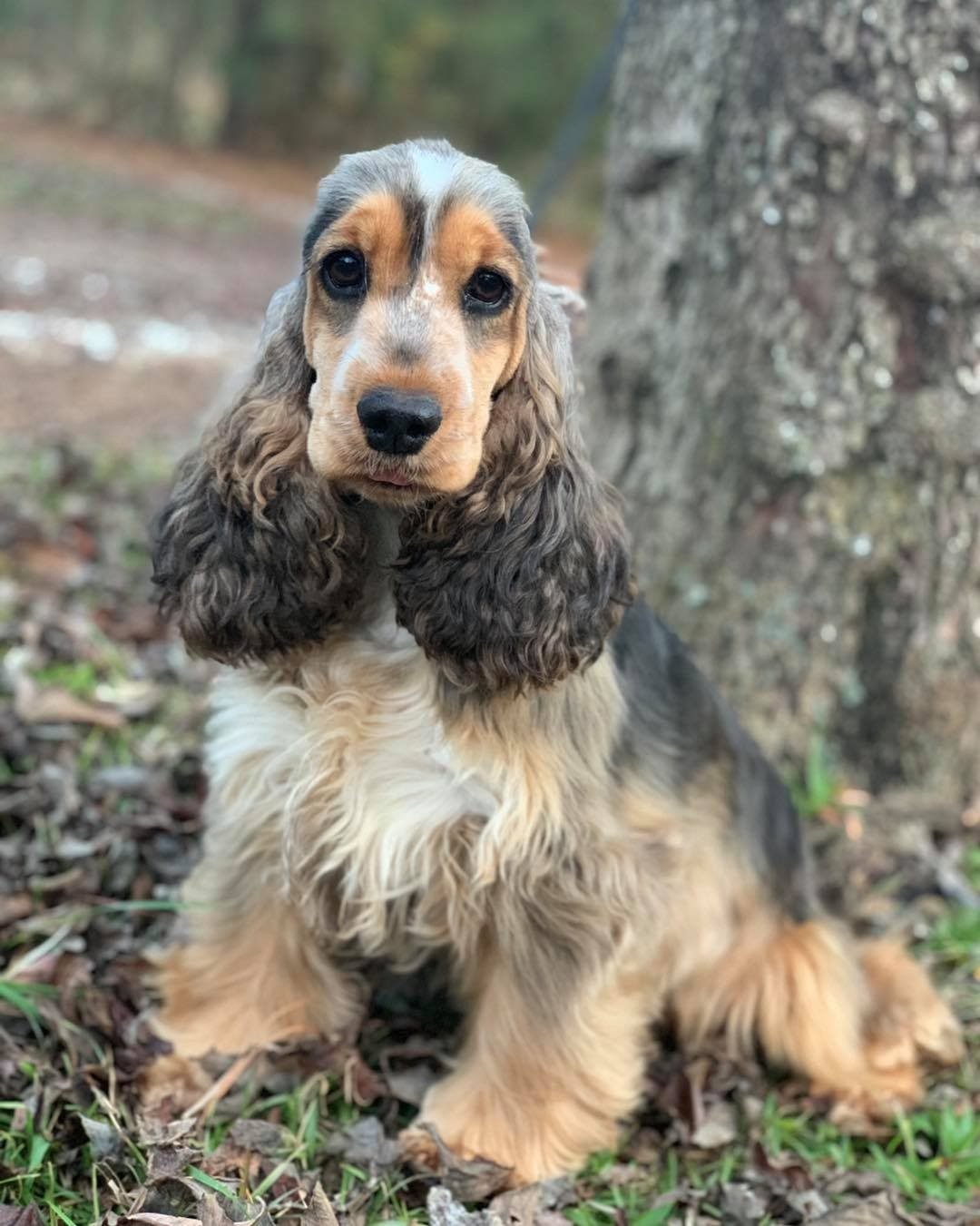 Cooper