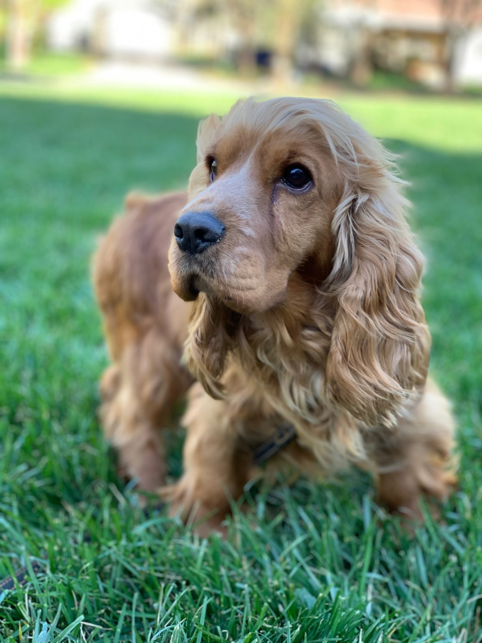 Ella