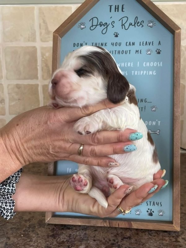 Nala, English cocker spaniel