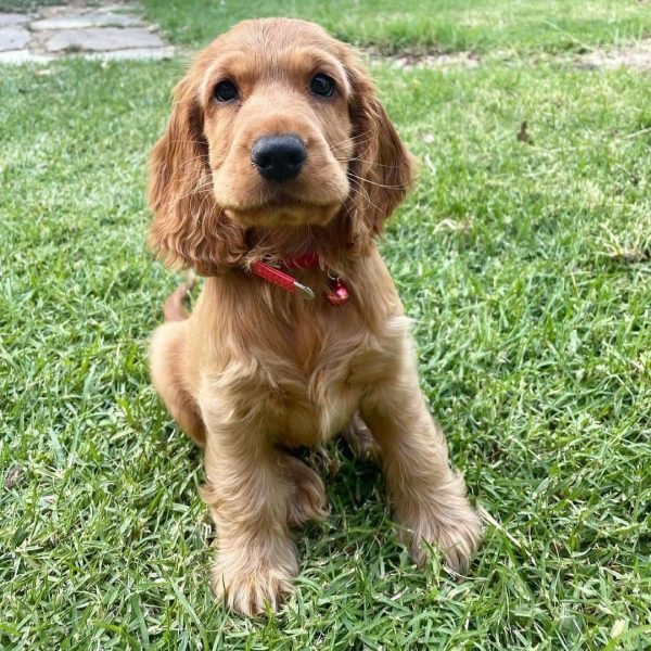 Bella, English cocker spaniel