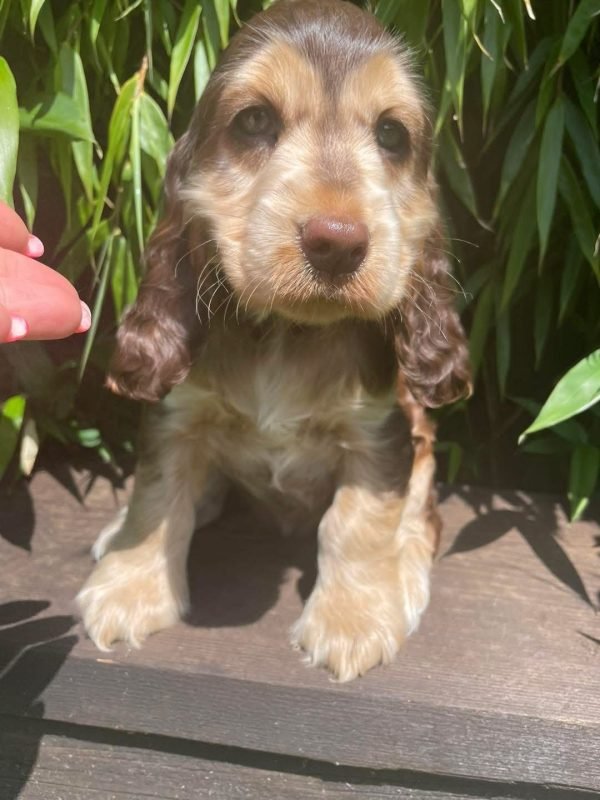 Oliver, English cocker spaniel