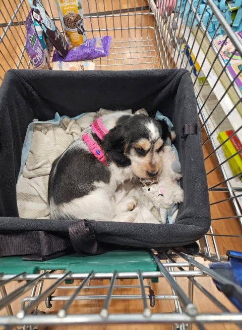 Sofia Williams's puppy