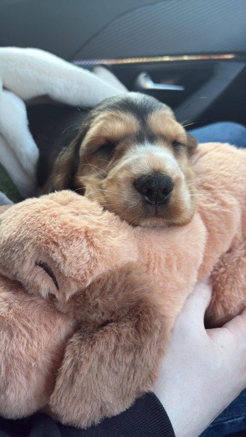Daniel Hughes's puppy