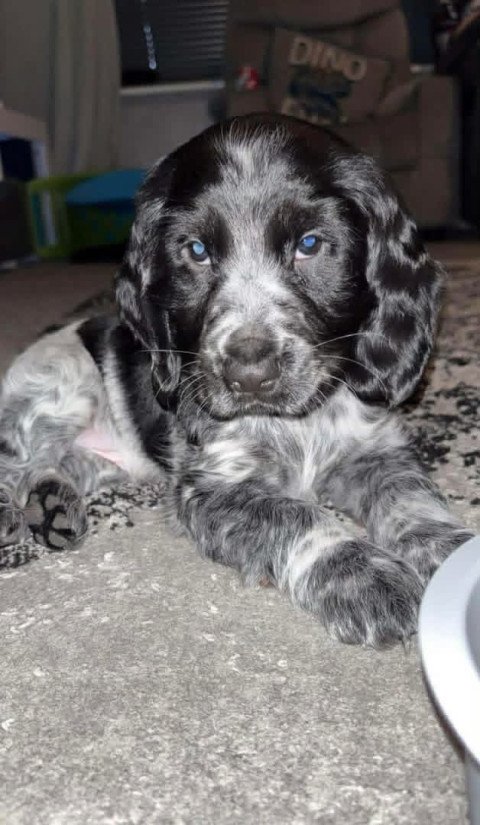Sophia Laurent's puppy