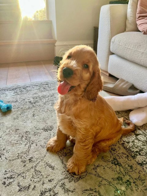 Olivia Parker's puppy