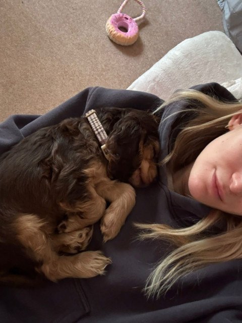 Aisha Johnson's puppy